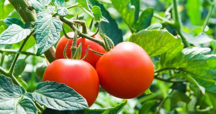 tomatoes-article